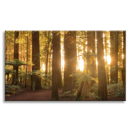 Canvas Print Sun Rays Forest Trees 120x80 cm