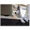 Canvas Print Animals Husky Dog 40x30 cm