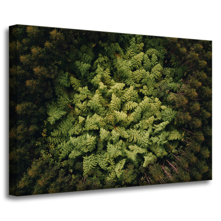 Canvas Print Nature Trees from a Bird's Eye View 70x50