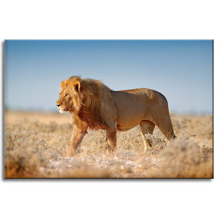 Canvas Print Walking Lion on Savannah Grass 60x40 cm