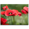 Canvas Print Botanical Red Poppies 40x30 cm