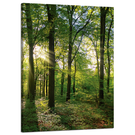 Canvas Print Sun Forest Trees Rays of Light 50x70 cm