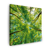 Canvas Print Trees Leaves Nature Forest Spring 60X60 cm