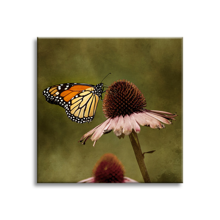 Canvas Print Botany Butterfly Flower 40x40 cm
