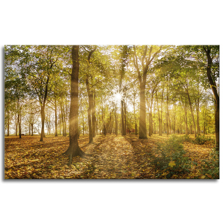 Canvas Print Sun Between Trees in the Forest 80x50 cm