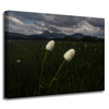 Canvas Print Nature Wildflowers 40x30 cm