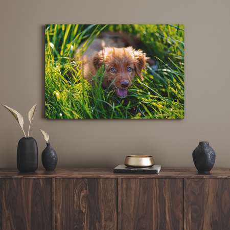Canvas Print Animals Dog in the Grass 40x30 cm