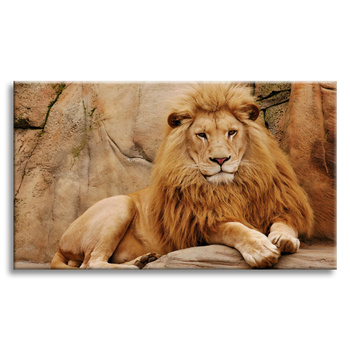 Canvas Print Animal Lying on Rock Nature 100x80 cm