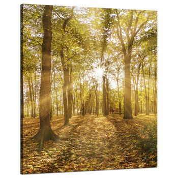 Canvas Print Sun Between Trees in the Forest 80x100 cm