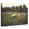Canvas Print Nature Sheep on Pasture 40x30 cm