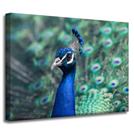 Canvas Print Animals Peacock 40x30 cm