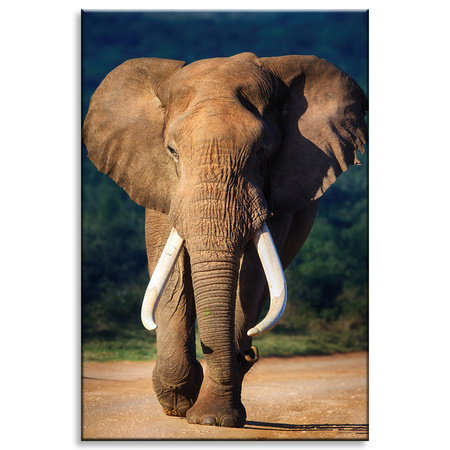 Canvas Print Big Big Elephant Animal Nature 80x120 cm
