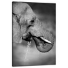 Canvas Print Black and White Elephant Drinking Water 80x120 cm