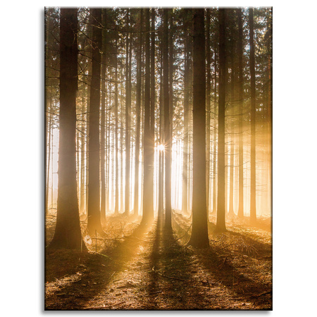 Canvas Print Sun in the Forest Light Tree 30x40 cm