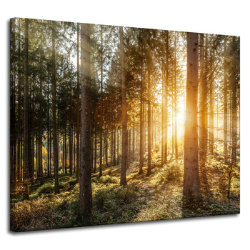 Canvas Print Birch Trees Sun Morning 100x80 cm