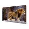 Canvas Print Pair of Lions on Rock Mountains Nature 100x80 cm