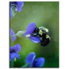 Canvas Print Botany Bee Flower 30x40 cm