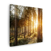 Canvas Print Birch Trees Sun Morning 40X40 cm