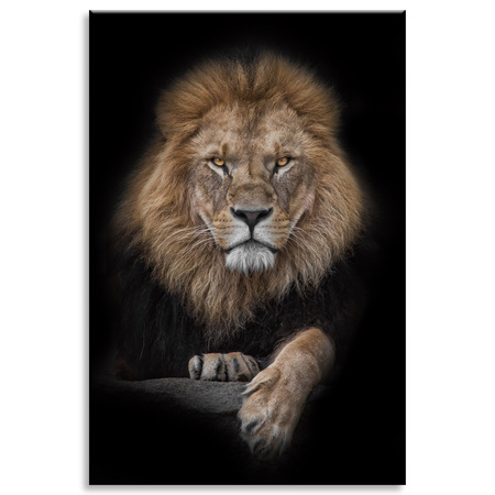 Canvas Print Gray Lion Face Wildness 80x120 cm