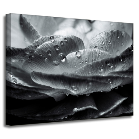 Canvas Print Botany Flower in Dew Drops 40x30 cm