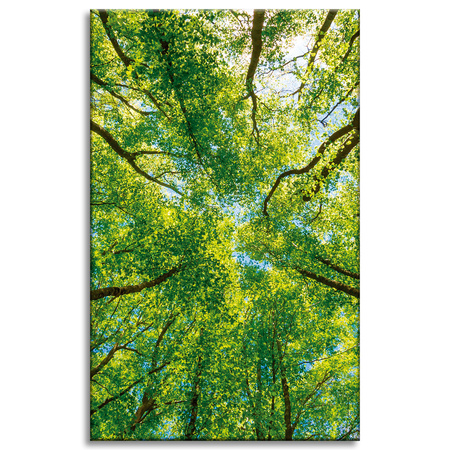 Canvas Print Trees Leaves Nature Forest Spring 50x80 cm