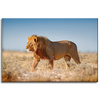 Canvas Print Walking Lion on Savannah Grass 60x40 cm