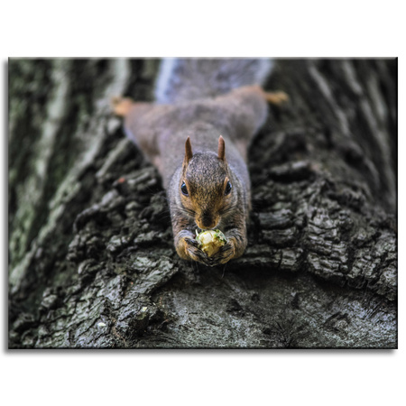 Canvas Print Animals Squirrel_2 40x30 cm