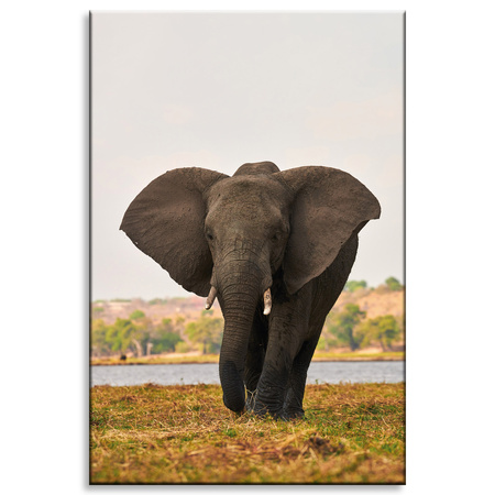 Canvas Print Large Gray Elephant on the Savannah 80x120 cm