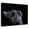 Canvas Print Animals Cat 40x30 cm
