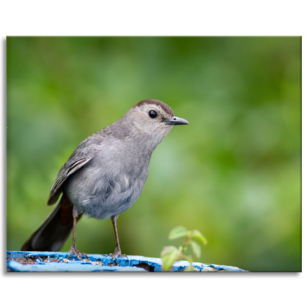 Canvas Print Animals Sitting Bird 100x80 cm