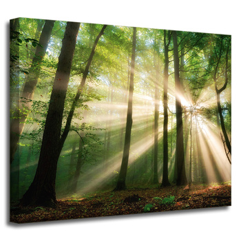 Canvas Print Sun in the Forest Trees Nature 50x40 cm