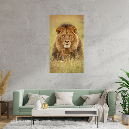 Canvas Print Lion on Grass Animal Nature 80x120 cm