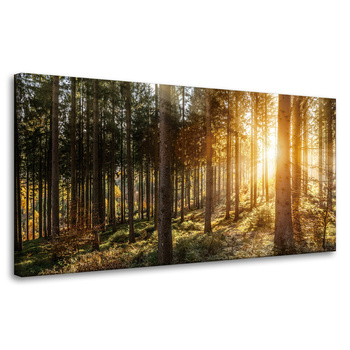 Canvas Print Birch Trees Sun Morning 80x40 cm
