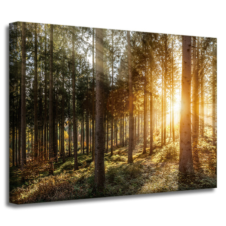 Canvas Print Birch Trees Sun Morning 40x30 cm