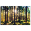 Canvas Print Forest Sun Trees Spring Morning 80x50 cm