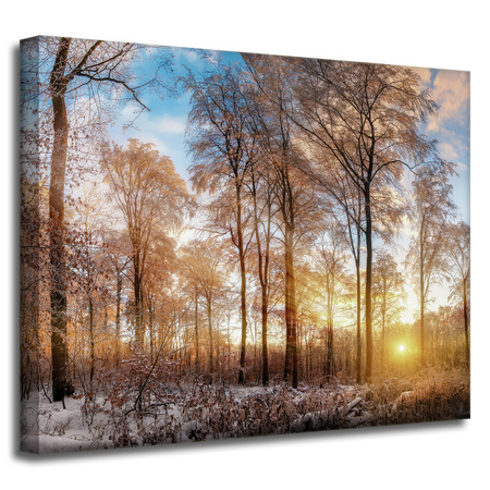 Canvas Print Trees Winter Rising Sun 50x40 cm