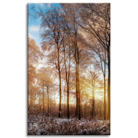 Canvas Print Trees Winter Rising Sun 50x80 cm
