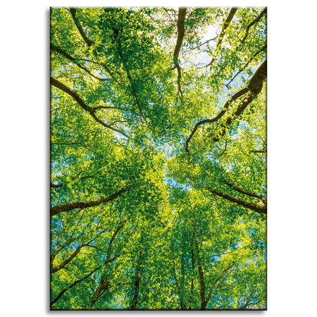 Canvas Print Trees Leaves Nature Forest Spring 50x70 cm