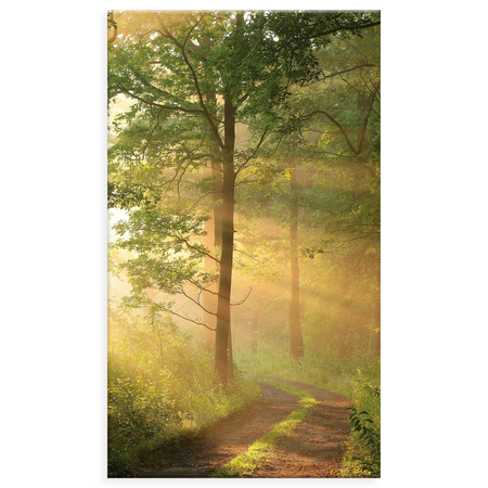 Canvas Print Sunlight Forest Path Nature 70x120 cm