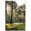 Canvas Print Forest Trees Sun Nature 40x60 cm