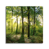 Canvas Print Sun Forest Trees Rays of Light 80X80 cm