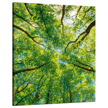 Canvas Print Trees Leaves Nature Forest Spring 80x100 cm