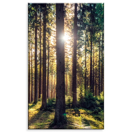 Canvas Print Forest Sun Trees Spring Morning 60x100 cm