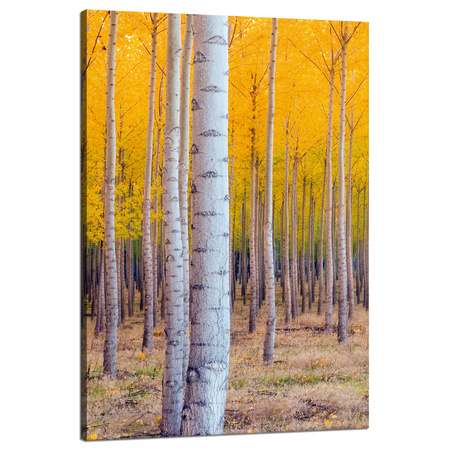 Canvas Print Birch Trees Autumn Yellow Leaves 80x120 cm