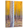 Canvas Print Birch Trees Autumn Yellow Leaves 50x80 cm