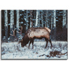 Canvas Print Animals Canadian Deer 40x30 cm