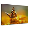 Canvas Print Animals Butterfly on Flower 90x60