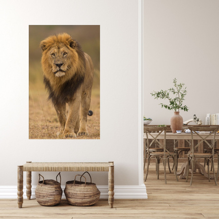 Canvas Print Lion Nature Savannah Wilderness 80x120 cm