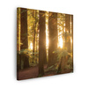 Canvas Print Sun Rays Forest Trees 50X50 cm