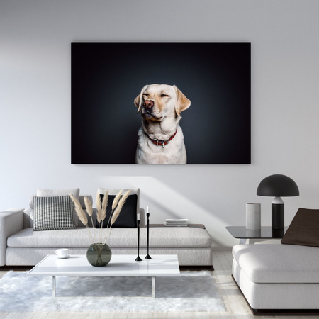 Canvas Print Animals Labrador 40X30 cm